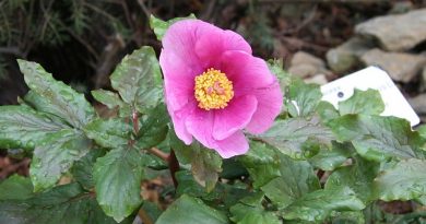 La fioritura delle peonie a Vitorchiano La fioritura delle peonie a Vitorchiano