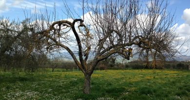 Eventi in Tuscia dal 15 al 17 maggio 2018 Eventi in Tuscia dal 15 al 17 maggio 2018