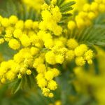 radiotusciaevents.com 8 marzo Giornata internazionale della donna