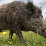 Cinghiale