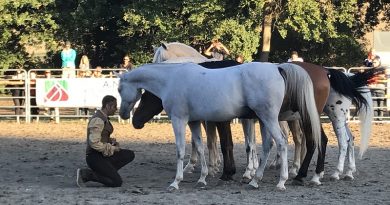 Bartolo Messina il grande uomo che si inginocchia davanti al suo cavallo Bartolo Messina il grande uomo che si inginocchia davanti al suo cavallo