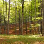 radiotusciaevents.com Parco interregionale Monte Rufeno-Selva di Meana