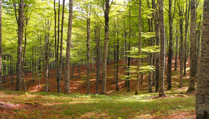 radiotusciaevents.com Parco interregionale Monte Rufeno-Selva di Meana