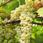 radiotusciaevents.com Festa dell’Uva e dei Vini a Velletri