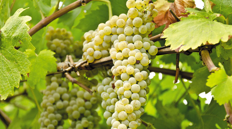 radiotusciaevents.com Festa dell’Uva e dei Vini a Velletri