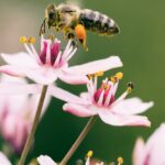 radiotusciaevents.com Giornate Fai di Primavera