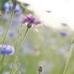 radiotusciaevents.com farmacia selvatica