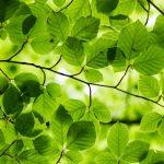 Verde - Il prato dell’anima