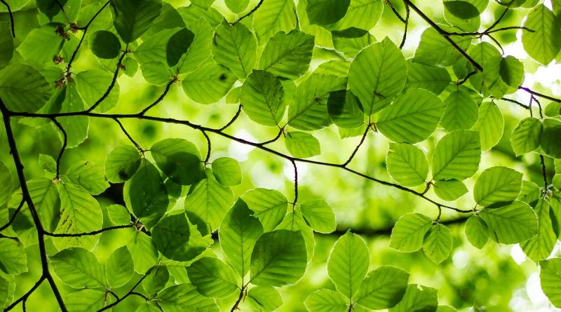 radiotusciaevents.com Verde - Il prato dell’anima