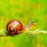 Primavera il risveglio della lumaca