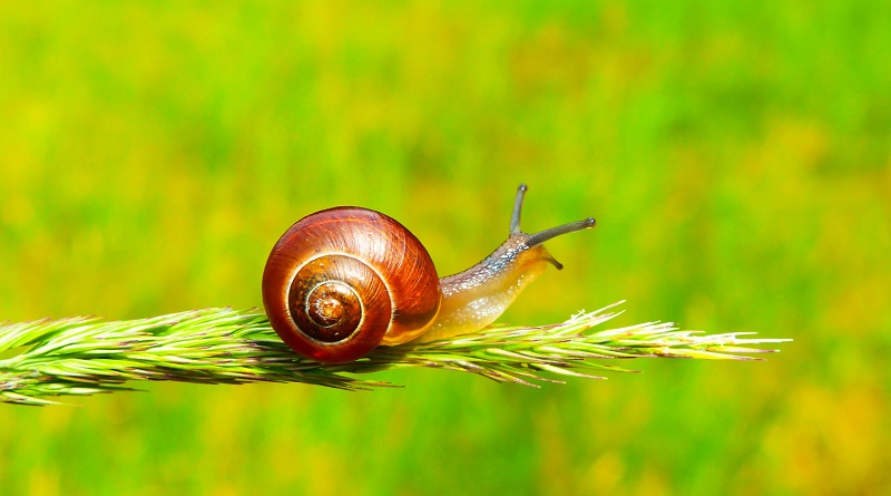 radiotusciaevents.com Primavera il risveglio della lumaca