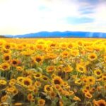 VAN GOGH Experience, NEXT MUSEUM