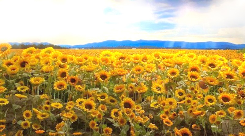 radiotusciaevents.com VAN GOGH Experience, NEXT MUSEUM