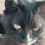 radiotusciaevents.com Mi fa un baffo il gatto nero