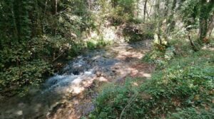 Bosco magico