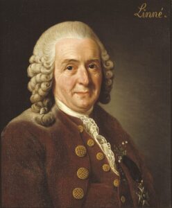 Carlo Linneo. Fonte Wikipedia
