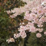 radiotusciaevents.com l'Hanami è a Celleno