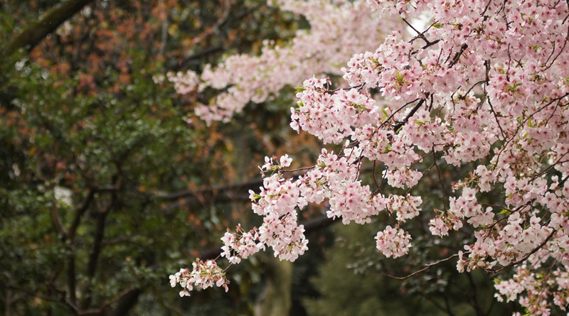 radiotusciaevents.com l'Hanami è a Celleno