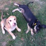 radiotusciaevents.com Pet Carpet, con Anas, Polizia, Carabinieri "on the road"