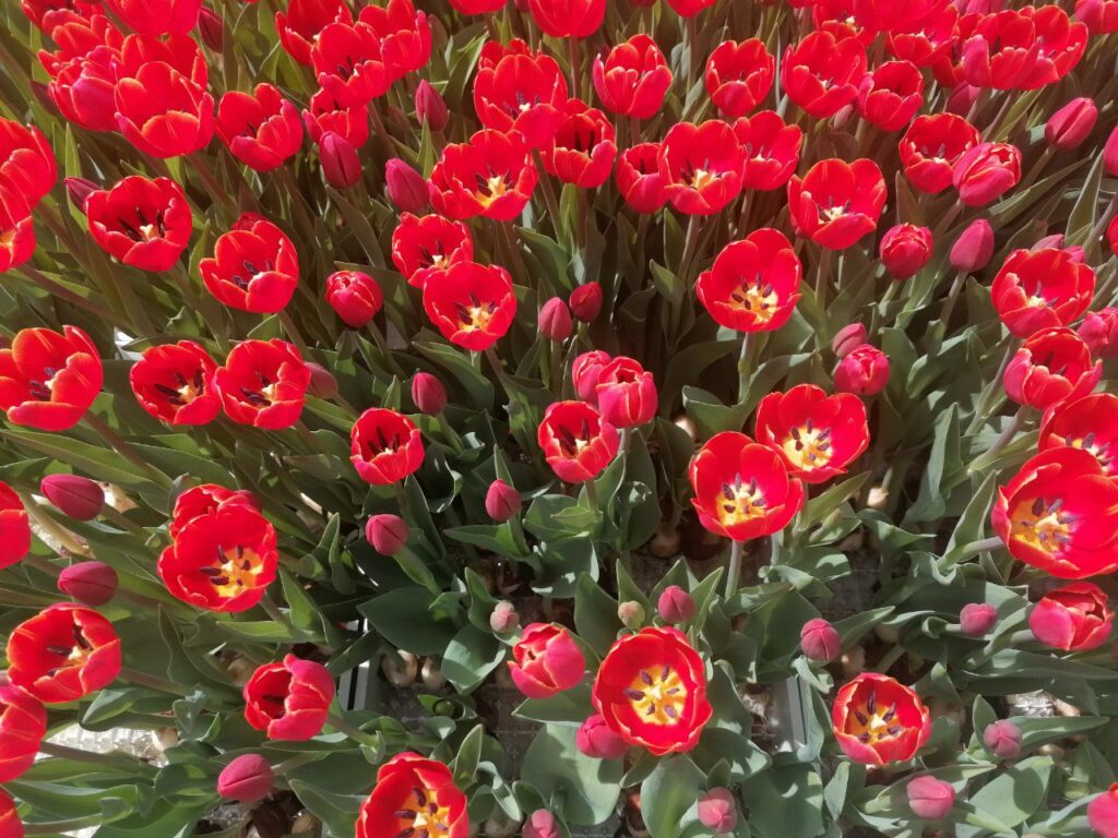 radiotusciaevents.com festival del tulipano un milione di petali