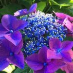 Festa delle Ortensie Bolsena torna a fiorire: dal 12 al 14 giugno la Festa delle Ortensie