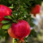 radiotusciaevents.com un albero di melograno contro i tumori pediatrici
