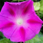 fiore di ipomea