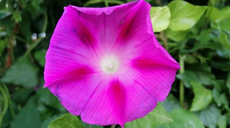 radiotusciaevents.com fiore di ipomea