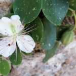 radiotusciaevents.com fiore del cappero