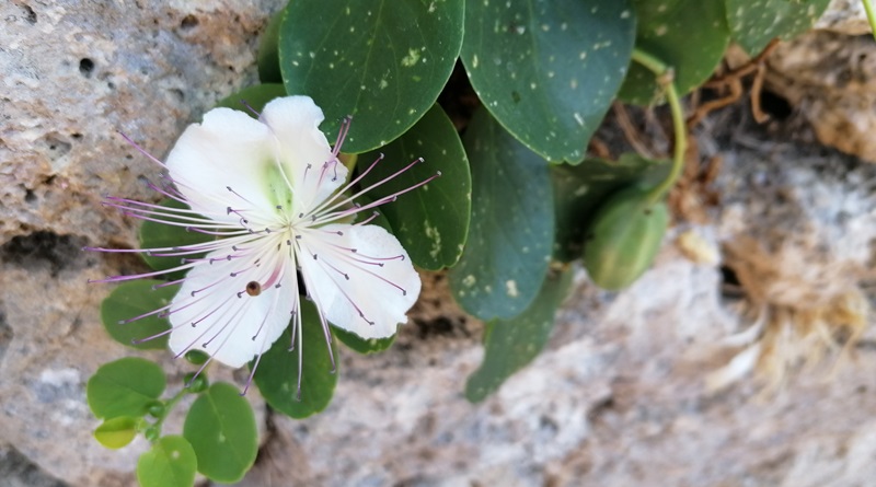 fiore del cappero