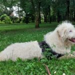 radiotusciaevents.com D'estate gli abbandoni di animali aumentano. L'appello: adottate Idro, il cane simbolo del progetto