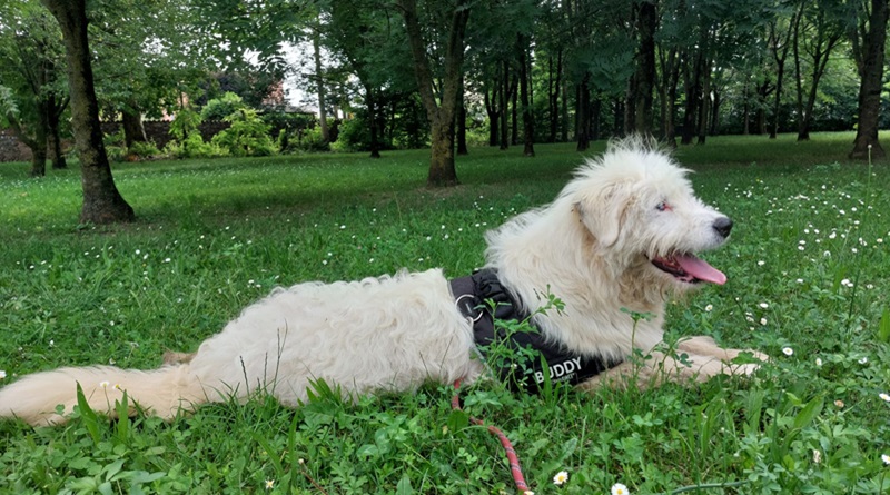 D'estate gli abbandoni di animali aumentano. L'appello: adottate Idro, il cane simbolo del progetto