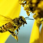 Nel corso di Mielazio, dalle 10 alle 19, saranno numerose le attività previste, per tutti i gusti e per tutte le età