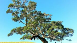 COP 29, 'In Solidarietà per un Mondo Verde'