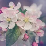 radiotusciaevents.com Tre Giovani ciliegi (Prunus avium) sono stati piantati a Acquapendente.