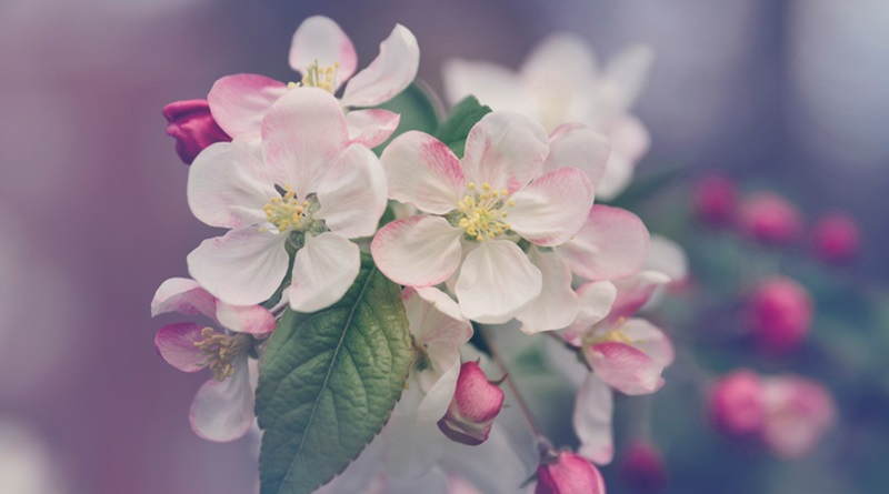 Tre Giovani ciliegi (Prunus avium) sono stati piantati a Acquapendente.