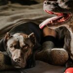 radiotusciaevents.com Dog Management