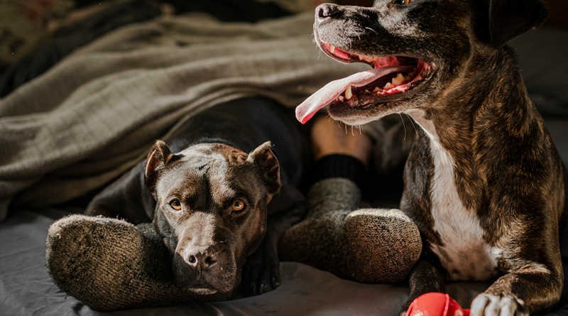 radiotusciaevents.com Dog Management