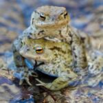 Proteggere gli anfibi e altre specie selvatiche è una responsabilità condivisa che richiede l’impegno congiunto di istituzioni e cittadini.
