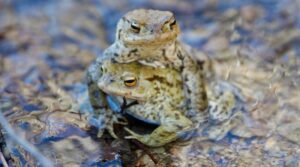 Proteggere gli anfibi e altre specie selvatiche è una responsabilità condivisa che richiede l’impegno congiunto di istituzioni e cittadini.