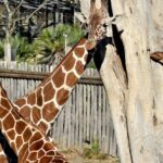 radiotusciaevents.com Domenica 16 febbraio 2025 Darwin Day al Bioparco