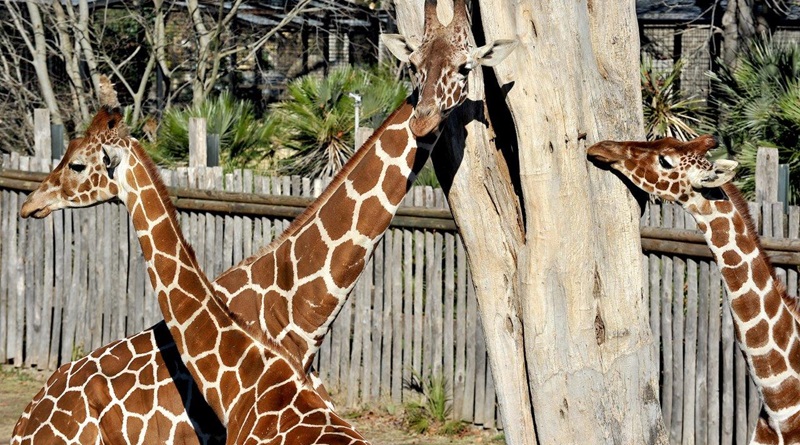 radiotusciaevents.com Domenica 16 febbraio 2025 Darwin Day al Bioparco