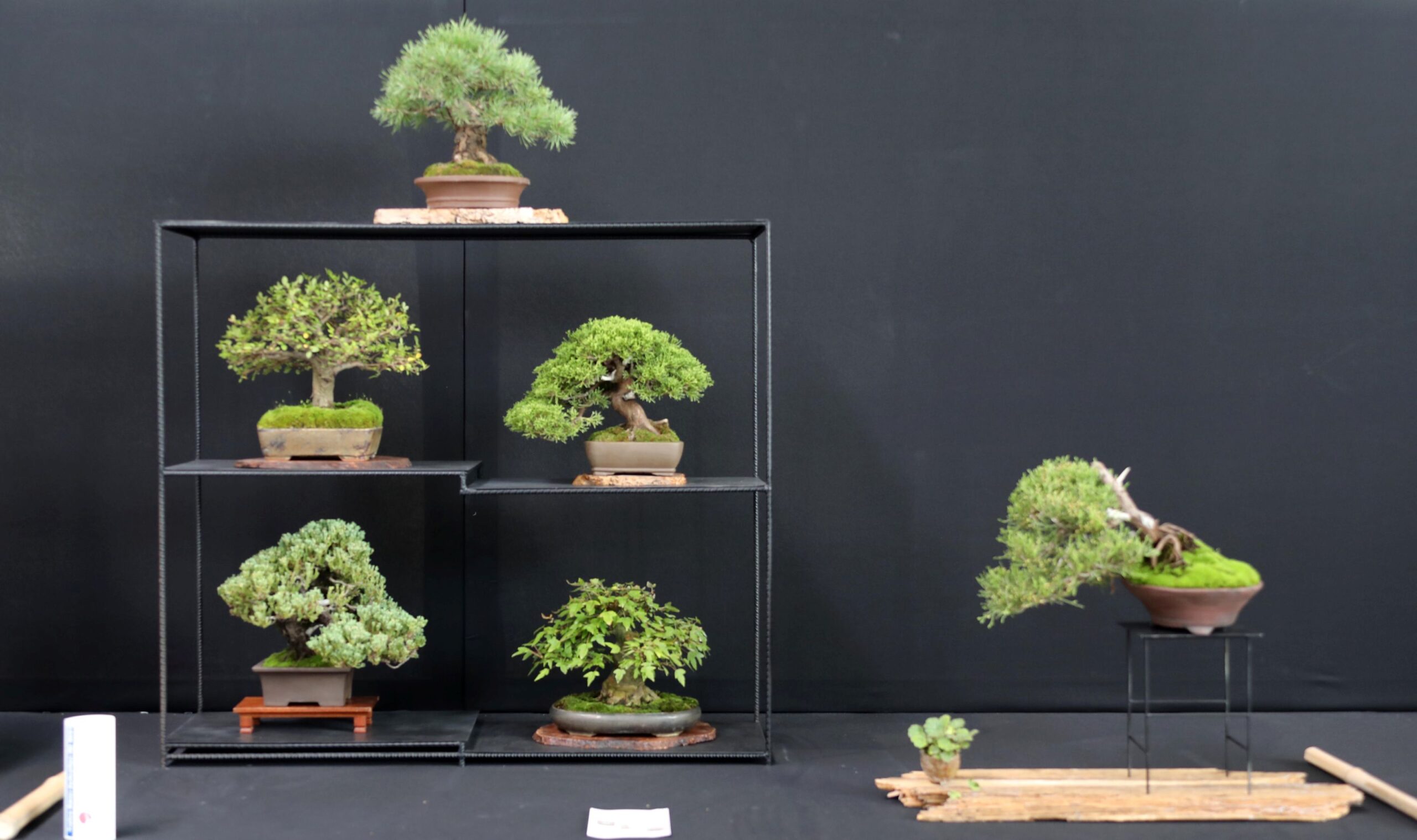  L'antica arte del bonsai in mostra a Tarquinia.