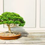 radiotusciaevents.com L'antica arte del bonsai in mostra a Tarquinia.