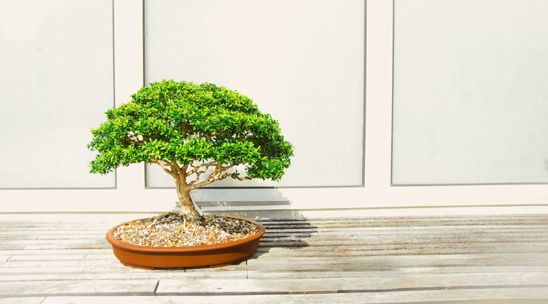  L'antica arte del bonsai in mostra a Tarquinia.