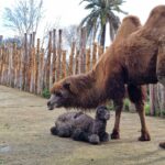 radiotusciaevents.com È nato un maschio di cammello della Battriana (Camelus bactrianus)