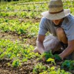 radiotusciaevents.com Il professor Martino Attilio Rebonato ha partecipato a numerose iniziative legate all'agricoltura sociale
