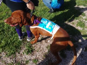 radiotusciaevents.com La partecipazione delle associazioni di volontariato alla "Run for Fun" non solo arricchisce l'evento, ma crea anche una sinergia
