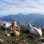 radiotusciaevents.com Scopo del progetto LIFE Grace è quello di migliorare la conservazione degli habitat di prateria della Rete Natura 2000 del Lazio
