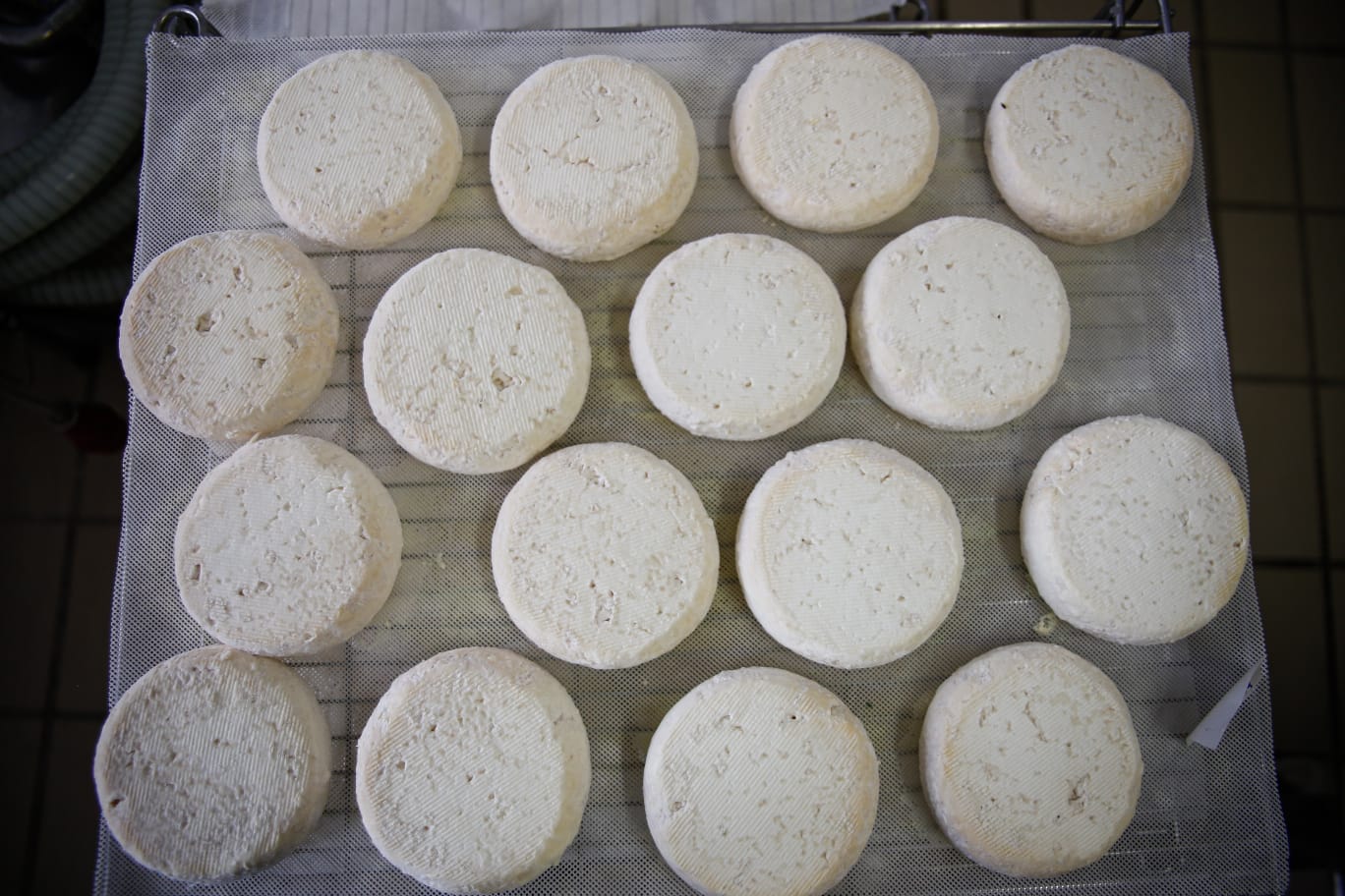 radiotusciaevents.com Alte Terre dop aspetta gli amanti dei formaggi alla fiera internazionale Vinum ad Alba, a DiVin Formaggio a Collecchio